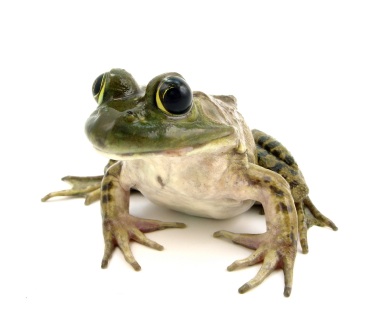 Bullfrog For Sale, Baby Bullfrog For Sale, Bullfrog For Sale Near Me, Bullfrog For Sale Cheap, Bullfrog For Sale Canada, Bullfrog For Sale Europe, Bullfrog For Sale Uk, Bullfrog For Sale Usa